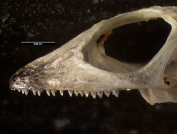 Media type: image;   Herpetology R-140032